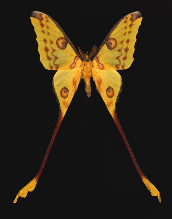 Schmetterling Komet von Madagaskar à 