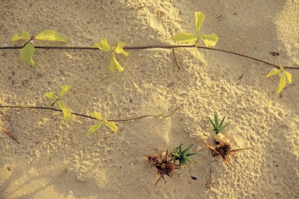 Sea creeper sesulium Trifoliatum and spinifax germinating on sand Mararikulam (photo)  à 