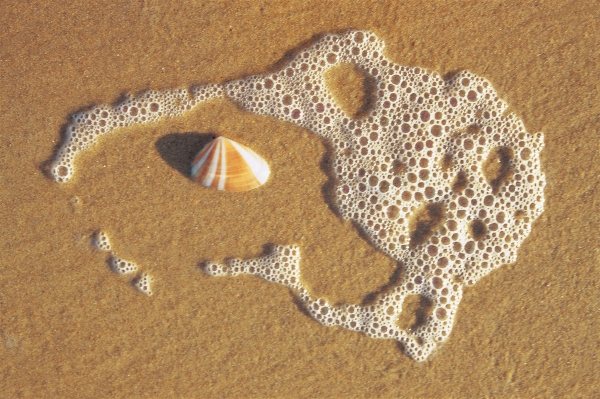 Sea foam and shell on sand near Vishakapatnam (photo)  à 