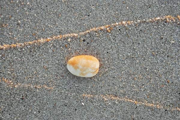 Shell with high tide mark of sand catching light of setting sun (photo)  à 