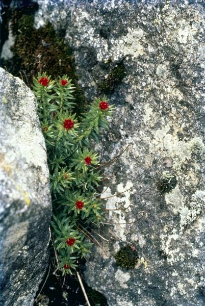 Sikkim Stonecrop (Rhodiola crenulata Sedum crenulatum) (photo)  à 