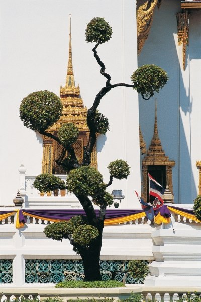 Small tree at Buddha temple (photo)  à 