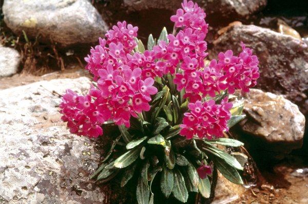 Smith''s Primrose (Primula atrodentata) (photo)  à 