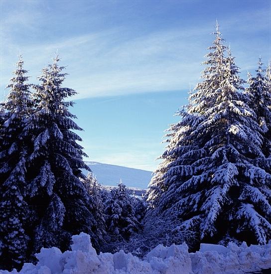 Snow-Covered Fir Trees on the Wicklow Mountains à 