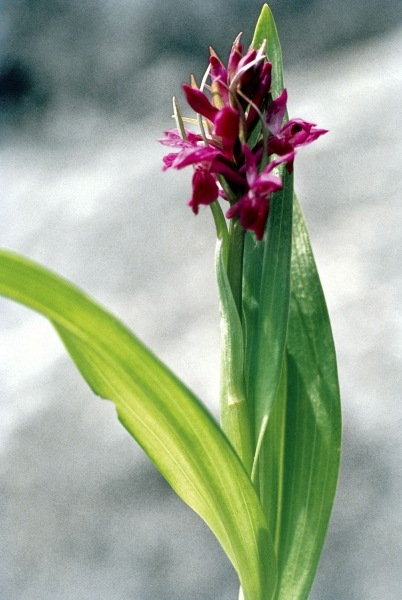 Spotted Heath Orchid (Dactylorrhiza hatagirea Orchis lalifolia) (photo)  à 