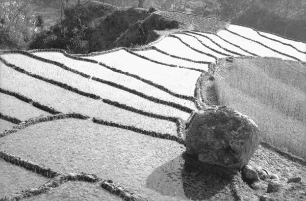 Step fields of rice, Eastern Nepal (b/w photo)  à 