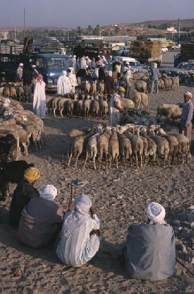Sheeps market (photo) 