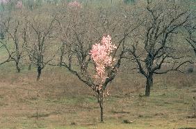 Solitary almond tree in bloom below Shankaracharya Hill, Srinagar (photo) 