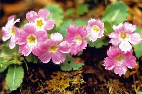 Stalkless Primrose (Primula sessilis) (photo) 