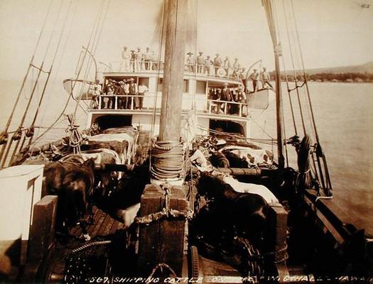 Shipping Cattle on the 'W.G. Hall', Hawaii, 1890s (sepia photo) à 