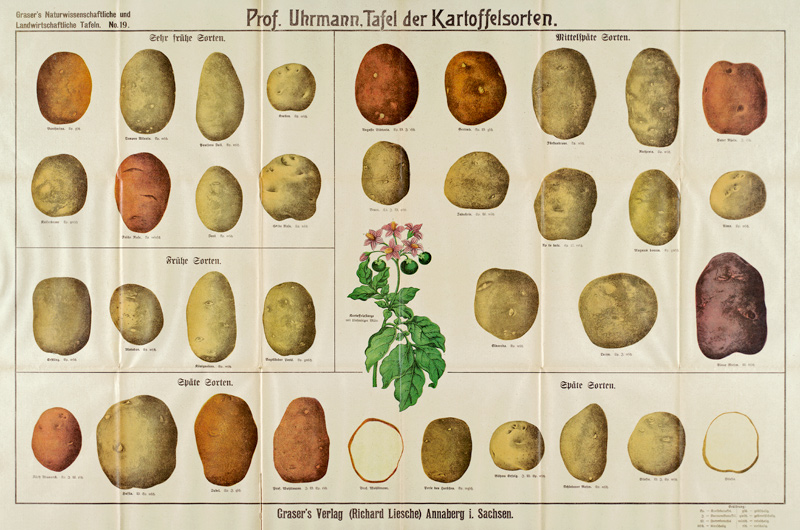 Tafel der Kartoffelsorten / Graser s à 