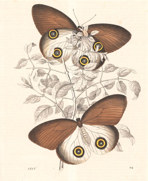 Taenaris urania butterfly (previously Papilio jairus) à 