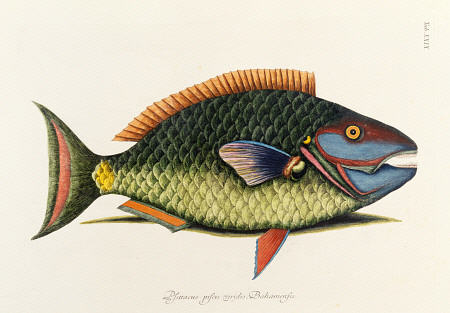 The Parrot Fish à 