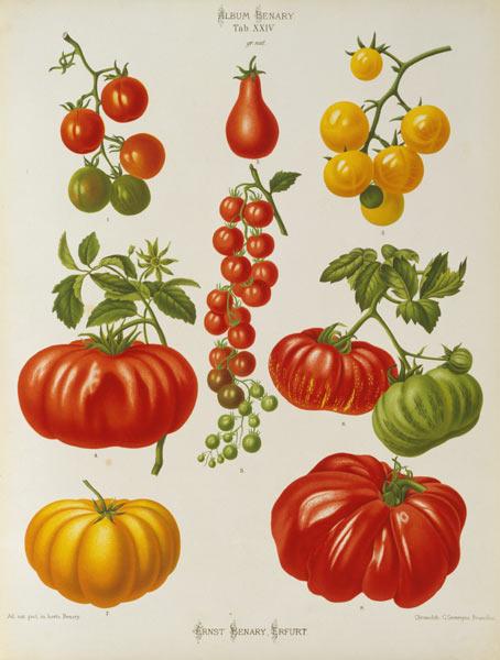 Tomates / Album Benary / Lithographie