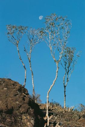 Trunks of dwarf rhododendrons growing on Singalila ridge near Sandakphu (photo) 