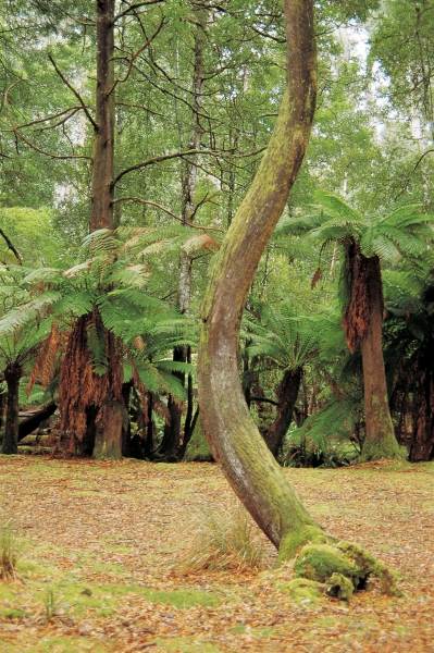 Tree ferns, Mt Field National Park (photo)  à 