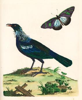 Tui