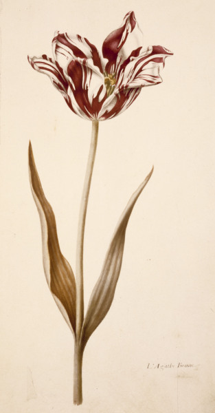 Tulip / Miniature by Nicolas Robert à 