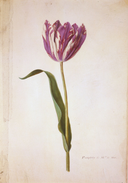 Tulip / Miniature by Nicolas Robert à 