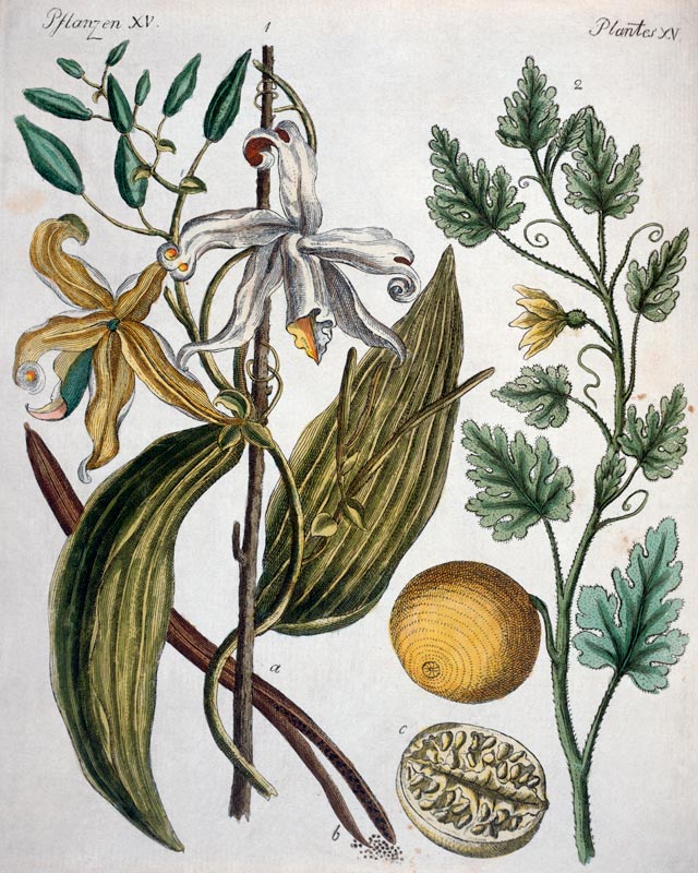 Vanilla and Coloquinth / Bertuch 1792 à 