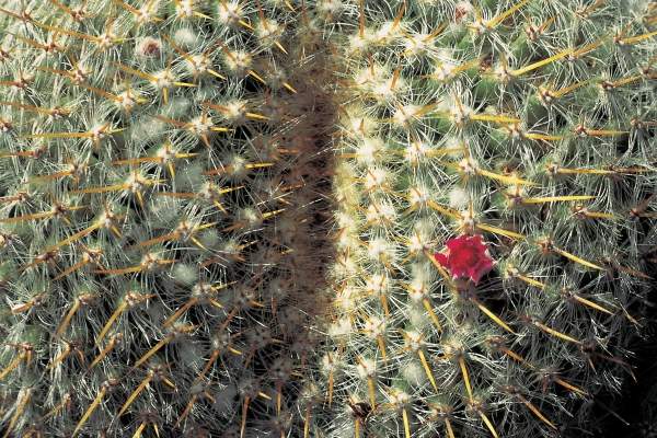 Very unusual cactus formation with red flowers (photo)  à 