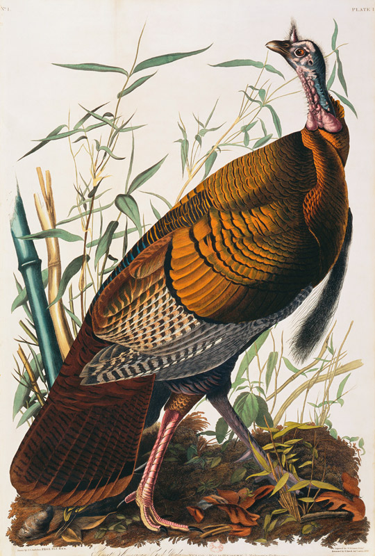 Wild Turkey, Male (Meleagris Gallopavo) From ''The Birds Of America'' By John James Audubon (1785-18 à 