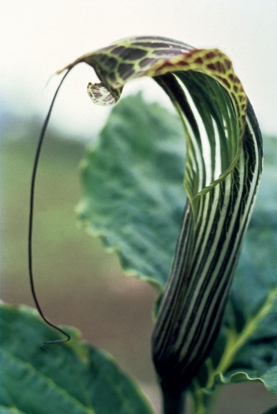 Wallich''s Snake Lily (Arisaema propinguum Schott) (photo)  à 