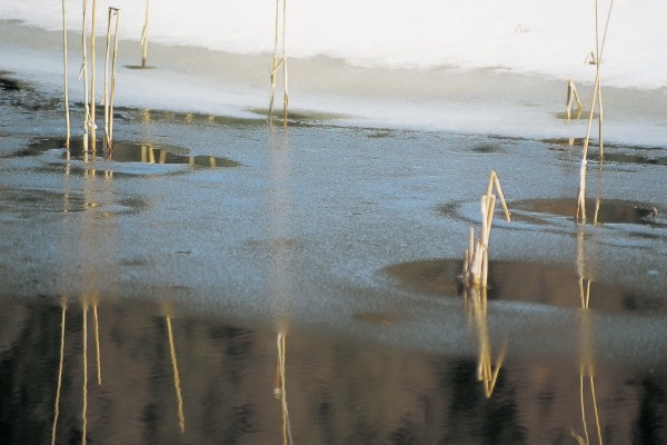 Water frozen at night and reeds, St Moritz (photo)  à 