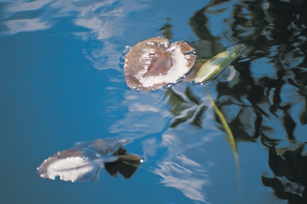 Water lily leaves and reflection of clouds in unknown lake (photo)  à 