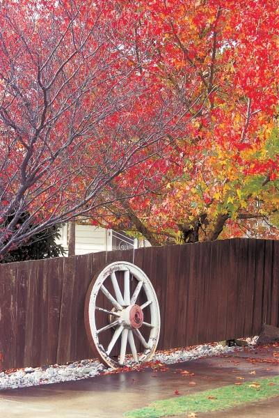 Wheel at wooden wall trees in autumn season (photo)  à 