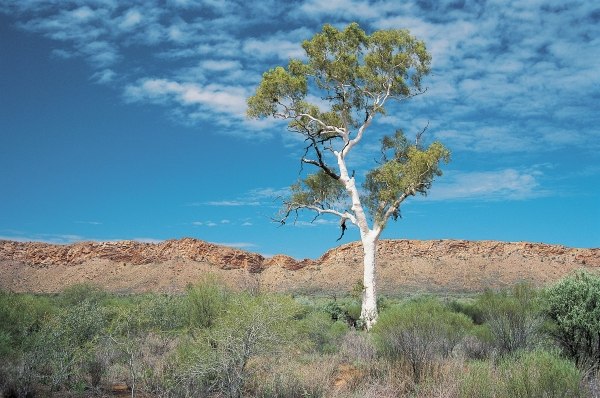 White Gum Park (photo)  à 