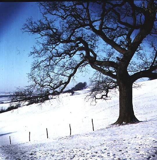 Winter landscape, Hockley Downs, Essex à 