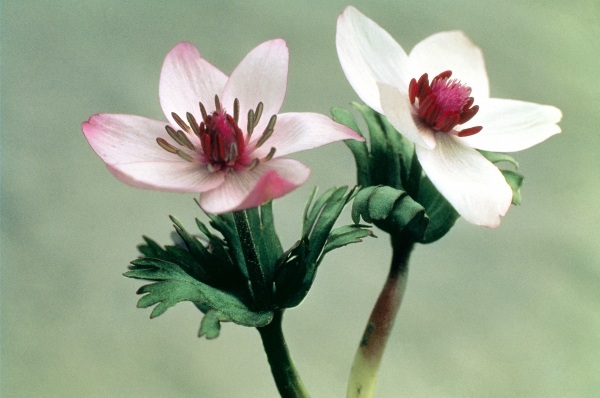 Wood Anemone (Anemone biflora) (photo)  à 