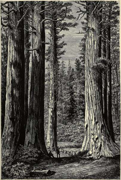 Yosemite National Park, Redwood trees à 