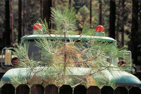 Young pine tree and parked behind game-warden''s four-wheeler with two red blinking lights (photo)  à 