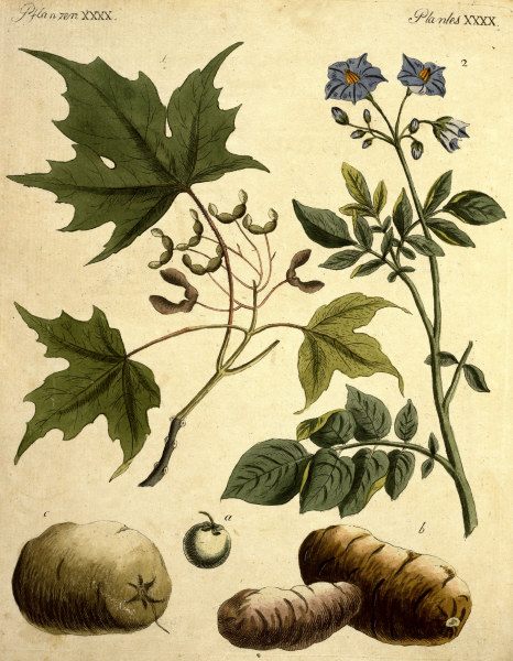 Zuckerahorn und Kartoffel / Bertuch 1796 à 