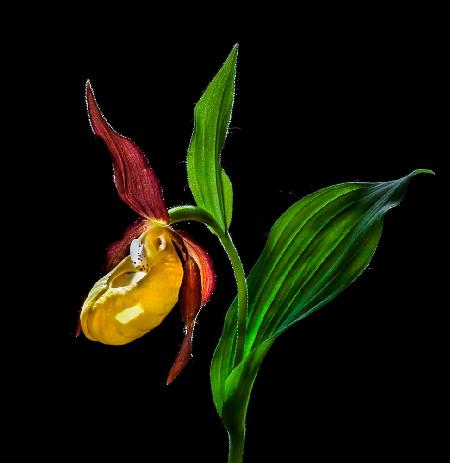 Macro Close-Up Photograph of The Ladys Slipper Orchid  (‘Venus Shoes’) Flower In the Wild © N