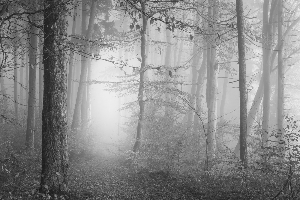 The silence of the woods à Norbert Maier