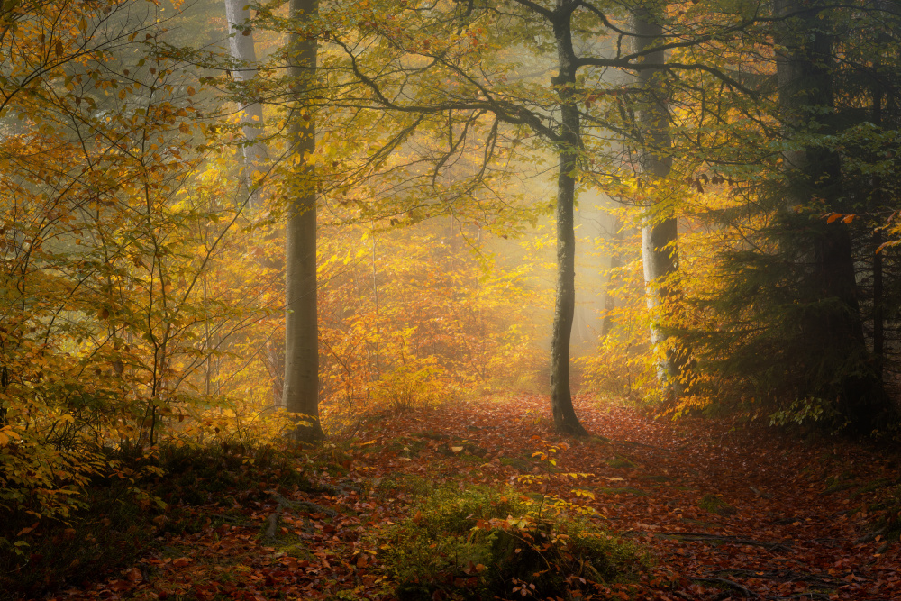 Autumn Trees à Norbert Maier