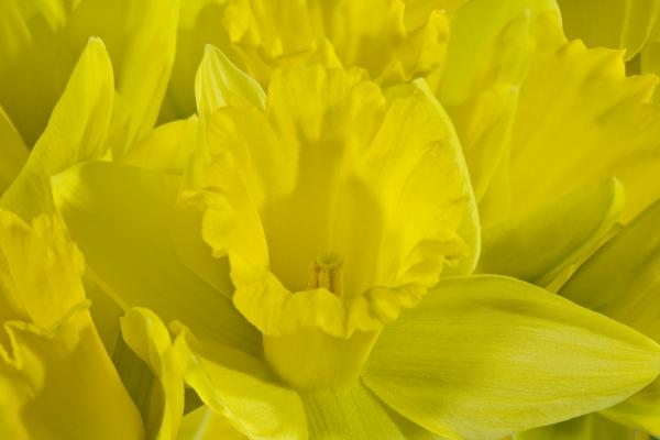 Daffodils à Norma Cornes