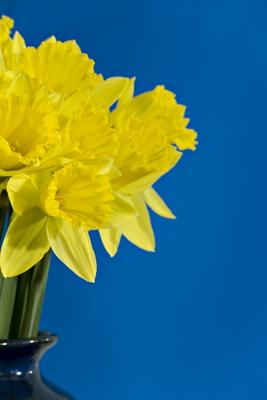 Daffodils à Norma Cornes