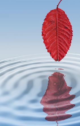 Autumn leaf falling into water