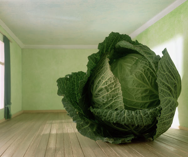 Cabbage (after Magritte) 1995 (colour photo)  à Norman  Hollands