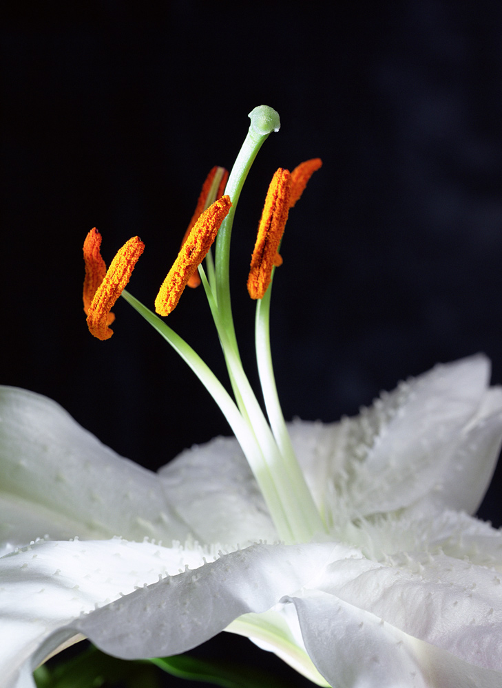 Lily Stamens, 2001 (colour photo)  à Norman  Hollands