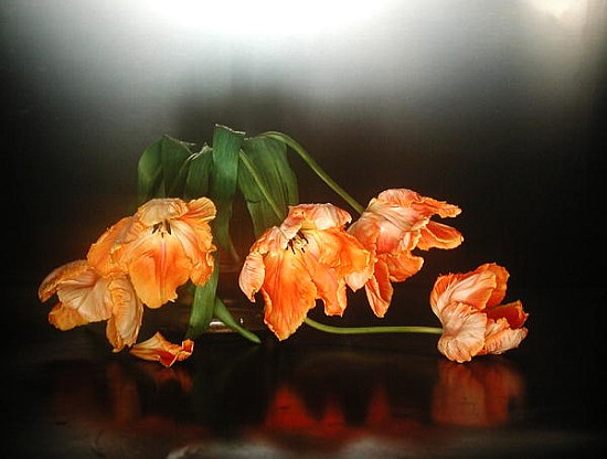 Drooping parrot tulips, 1990 (colour photo)  à Norman  Hollands