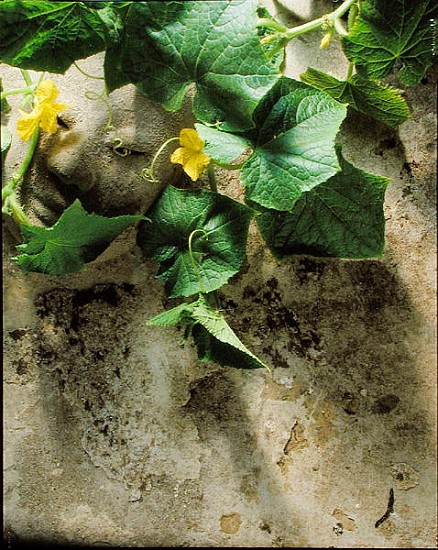 Mask & squash leaves, 1994 (colour photo)  à Norman  Hollands