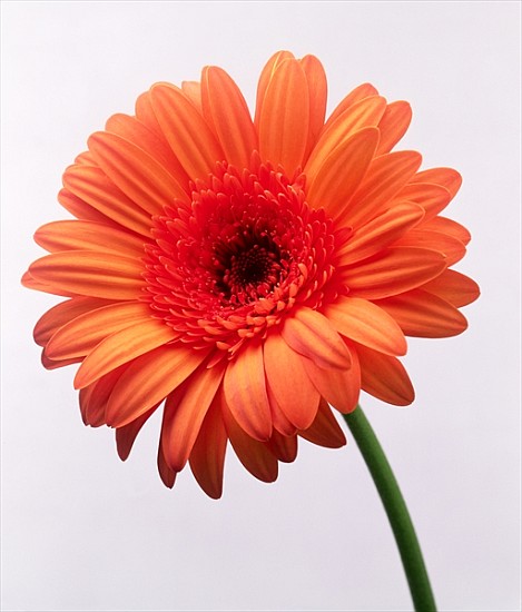 Orange flower, 1999 (colour photo)  à Norman  Hollands