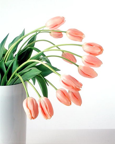 Pink Tulips, 1999 (colour photo)  à Norman  Hollands