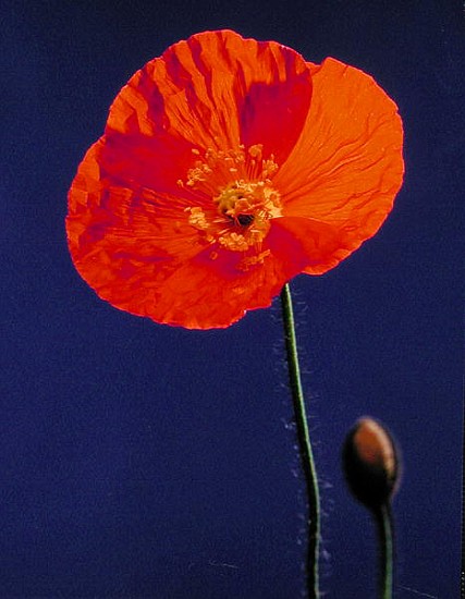 Poppy, 1996 (colour photo)  à Norman  Hollands