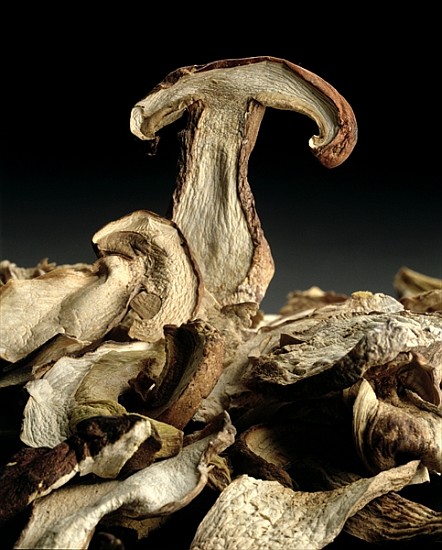 Porcini Mushrooms ''Golgotha'', 1994 (colour photo)  à Norman  Hollands